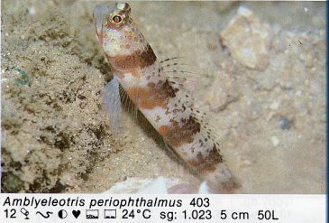 Amblyeleotris periophthalmus